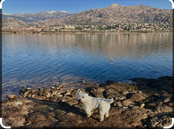 El Dog de Mayo