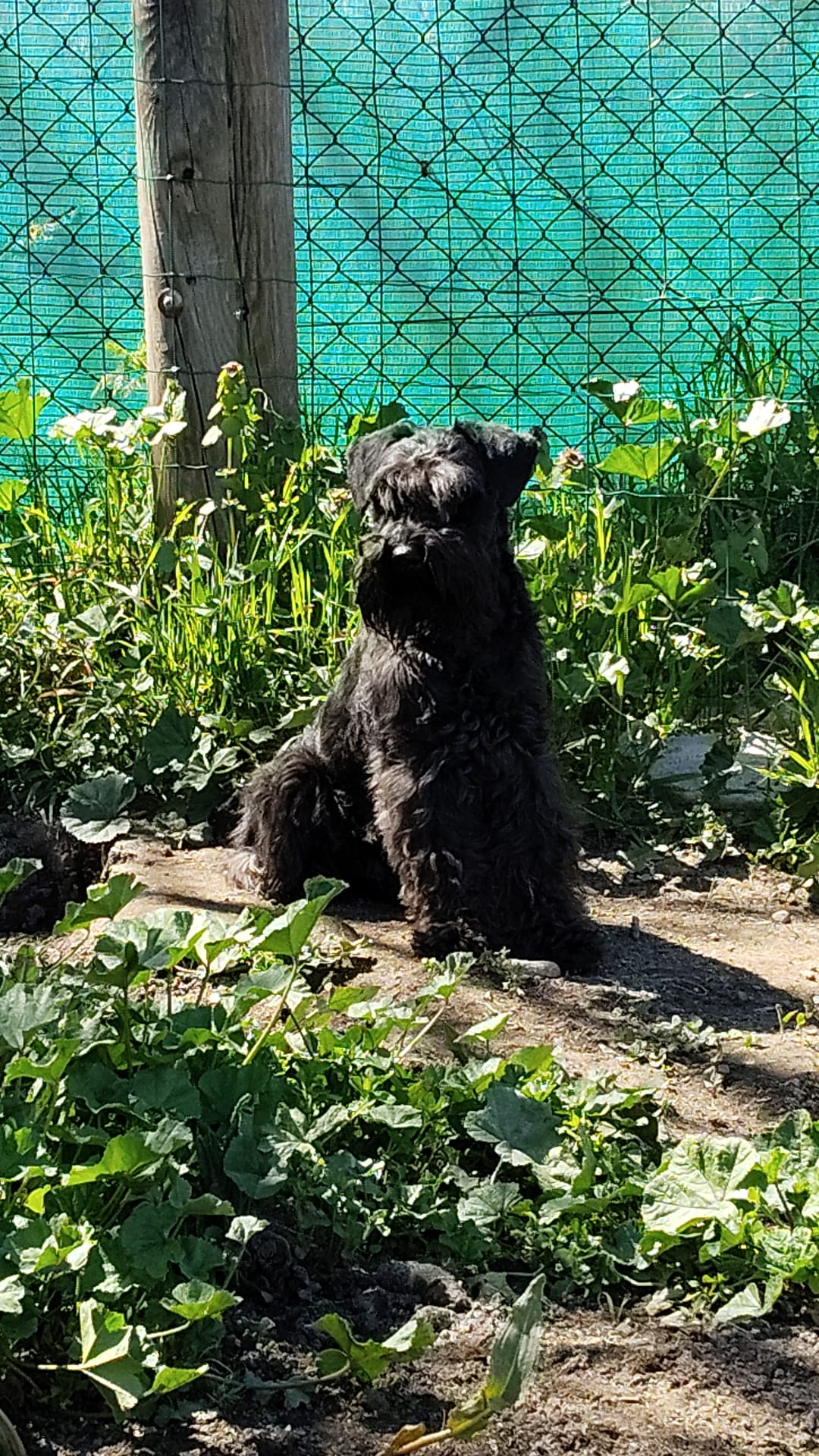 El Dog de Mayo