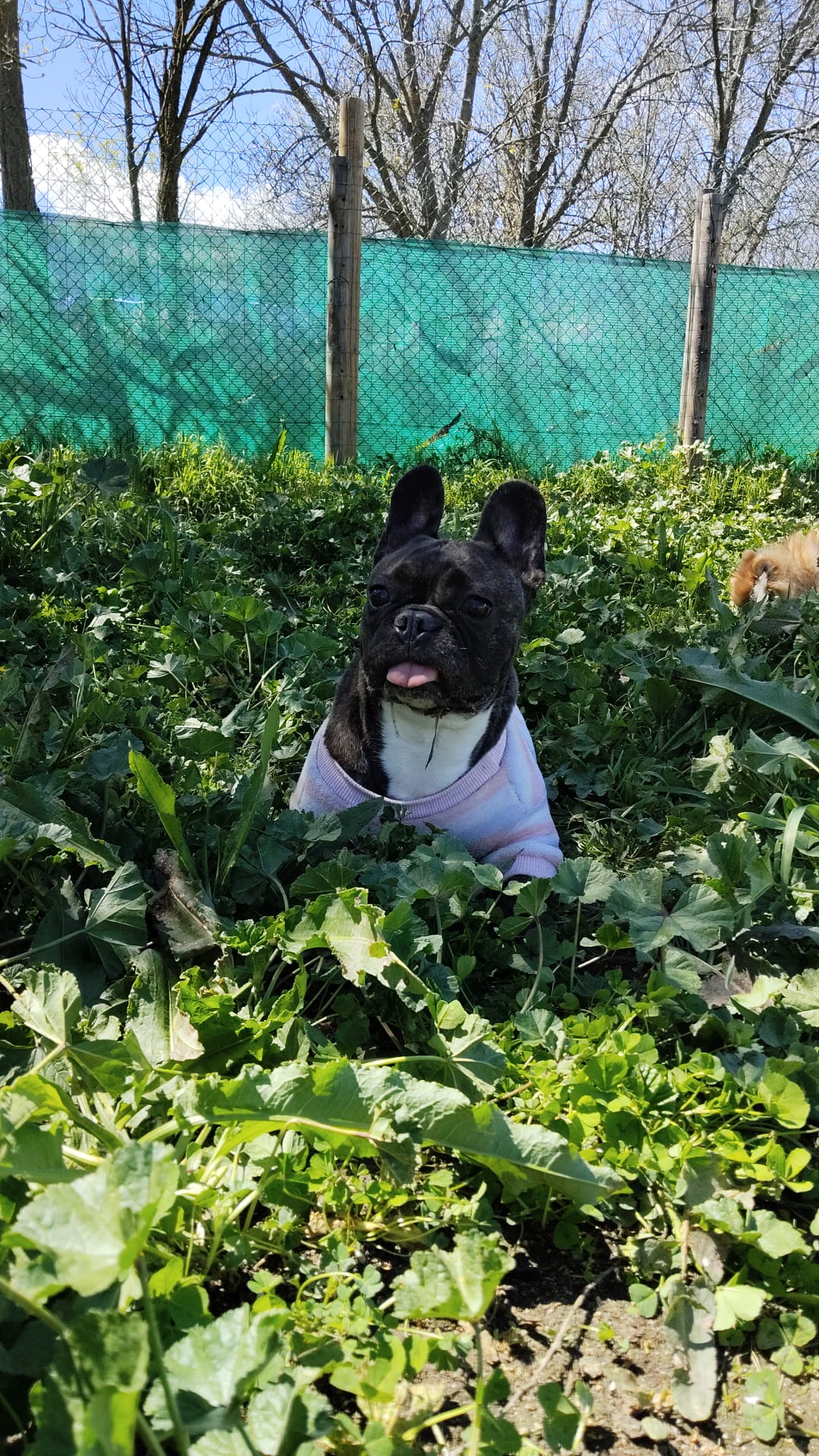 El Dog de Mayo