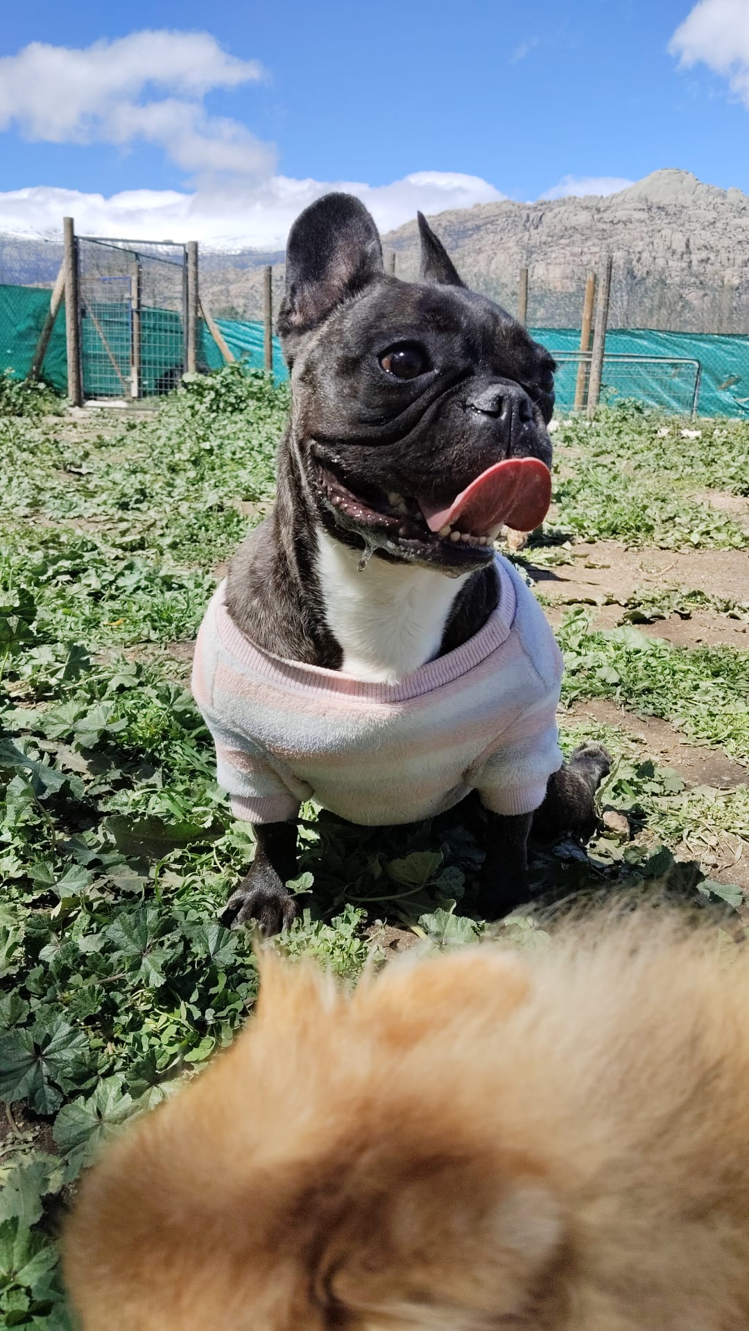 El Dog de Mayo