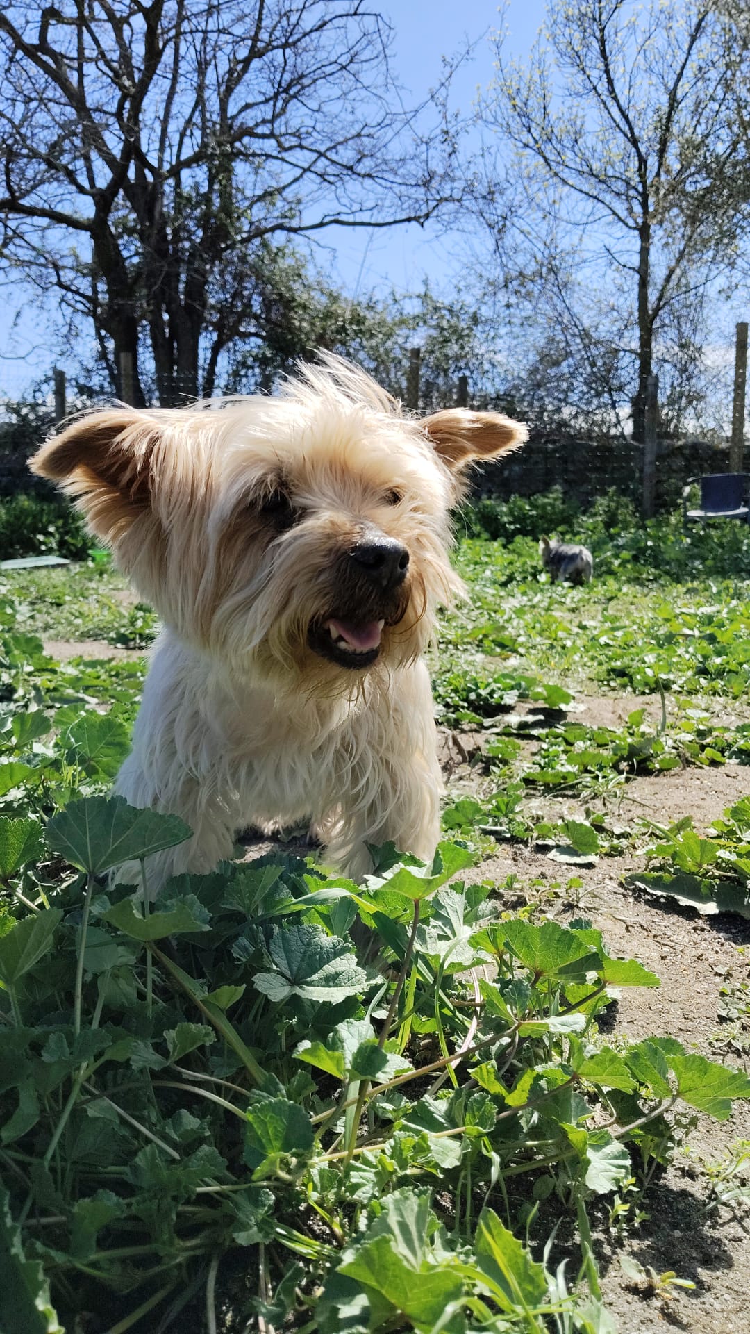 El Dog de Mayo