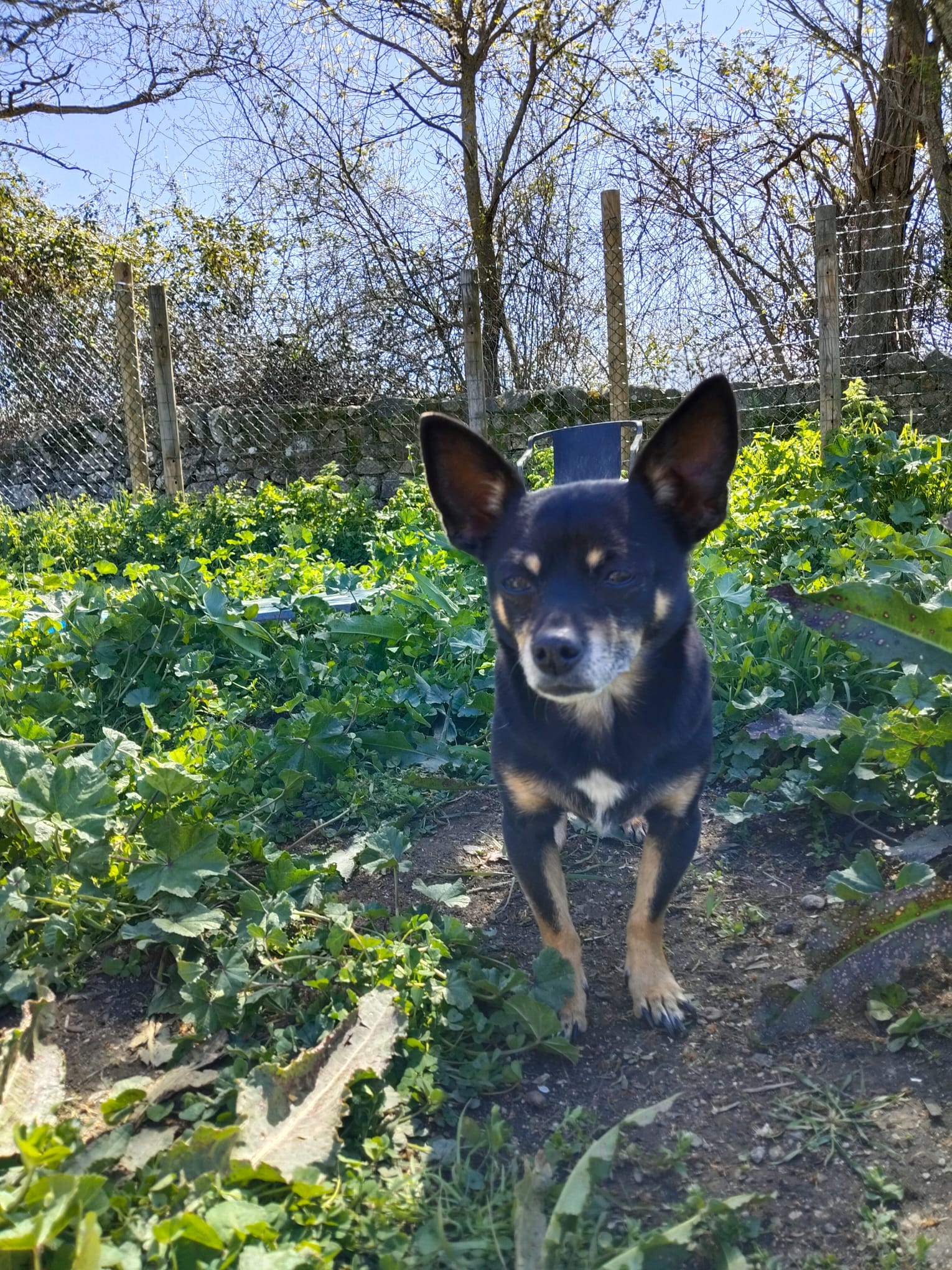 El Dog de Mayo